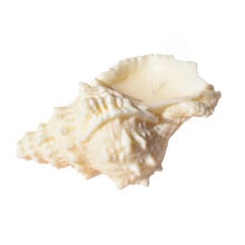 Me Shell Coastal Soy-Blend Candle